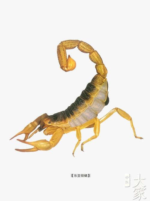 小蝎子最新爆料,揭秘娱乐圈最新动态